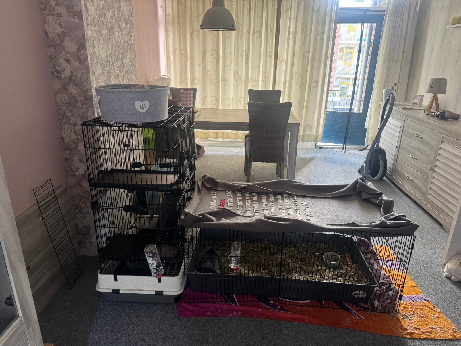 Papa en zoon hangoor konijnen, Meerdere dieren, Dwerg, Hangoor