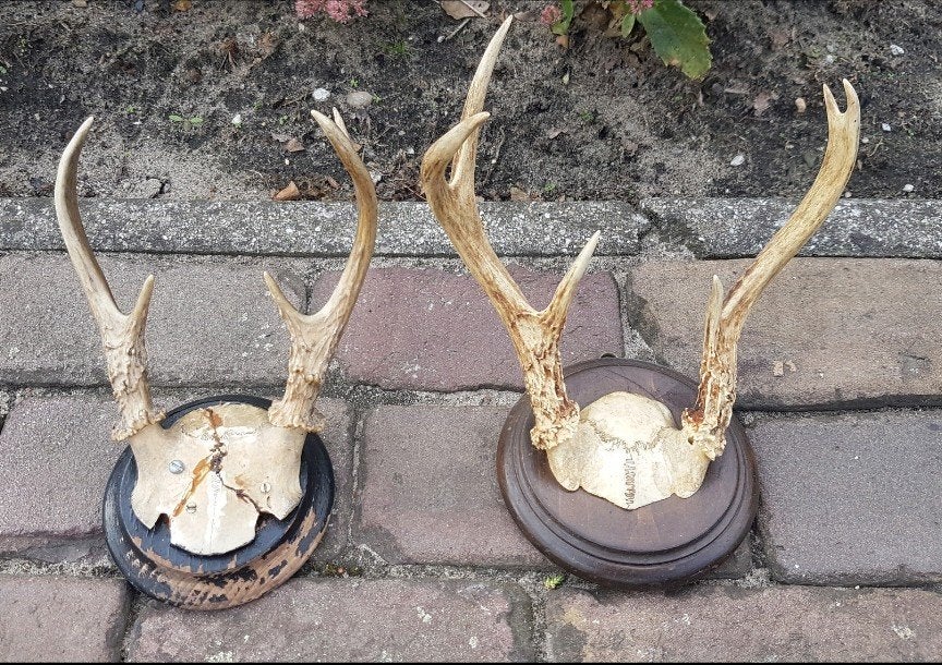 Prachtige antieke witstaarthert geweien klassiek rond schild, Ophalen of Verzenden, Zo goed als nieuw, Hert, Schedel