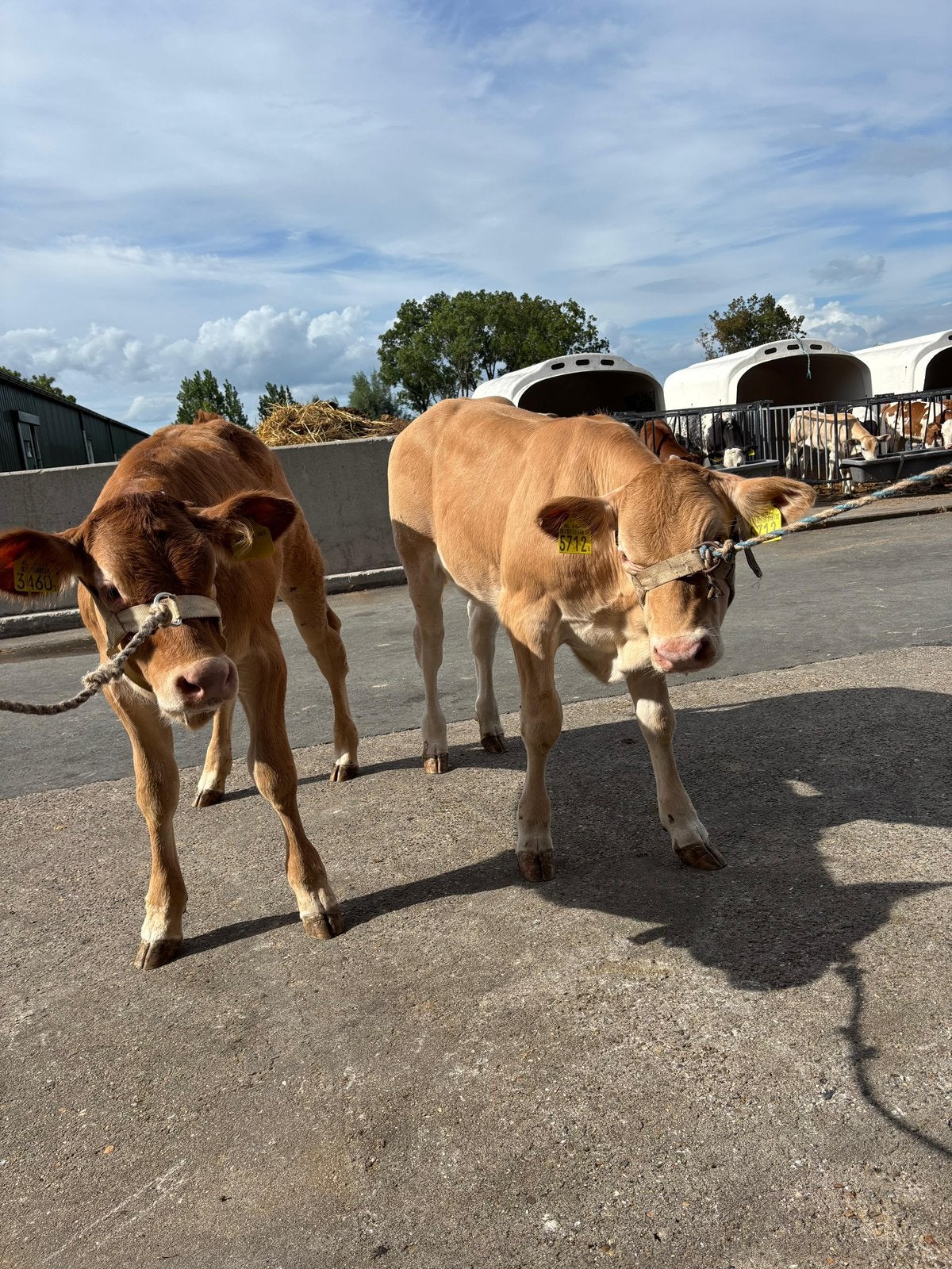 2 super blonde vaarzen, Dieren en Toebehoren, Runderen, Vrouwelijk