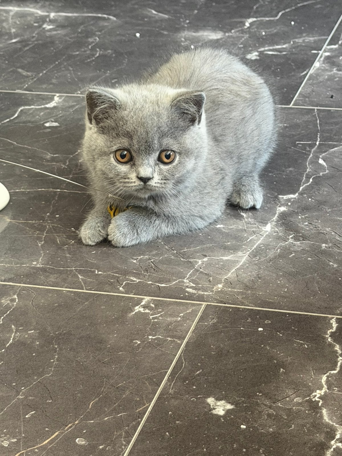 Britse Korthaar Kittens met Stamboom, Meerdere dieren, Met stamboom, 0 tot 2 jaar