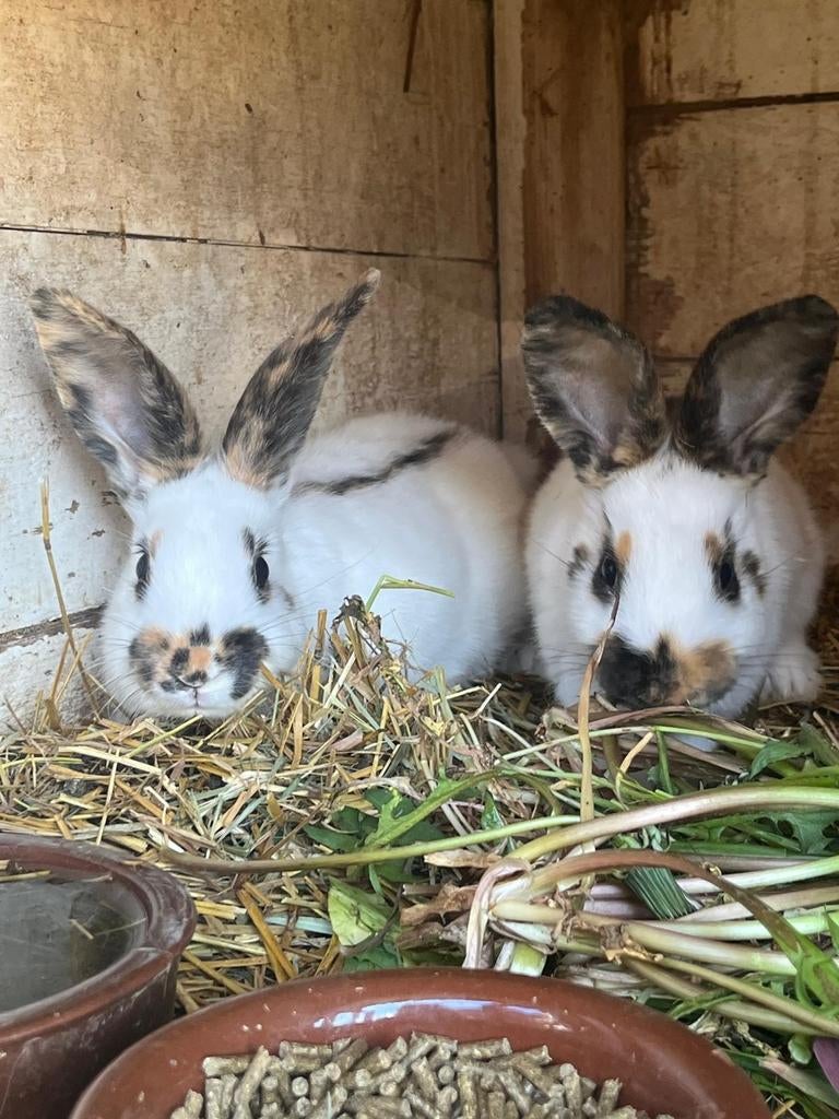 Te koop jonge konijnen, Dieren en Toebehoren, Konijnen, Mannelijk, Middelgroot, 0 tot 2 jaar