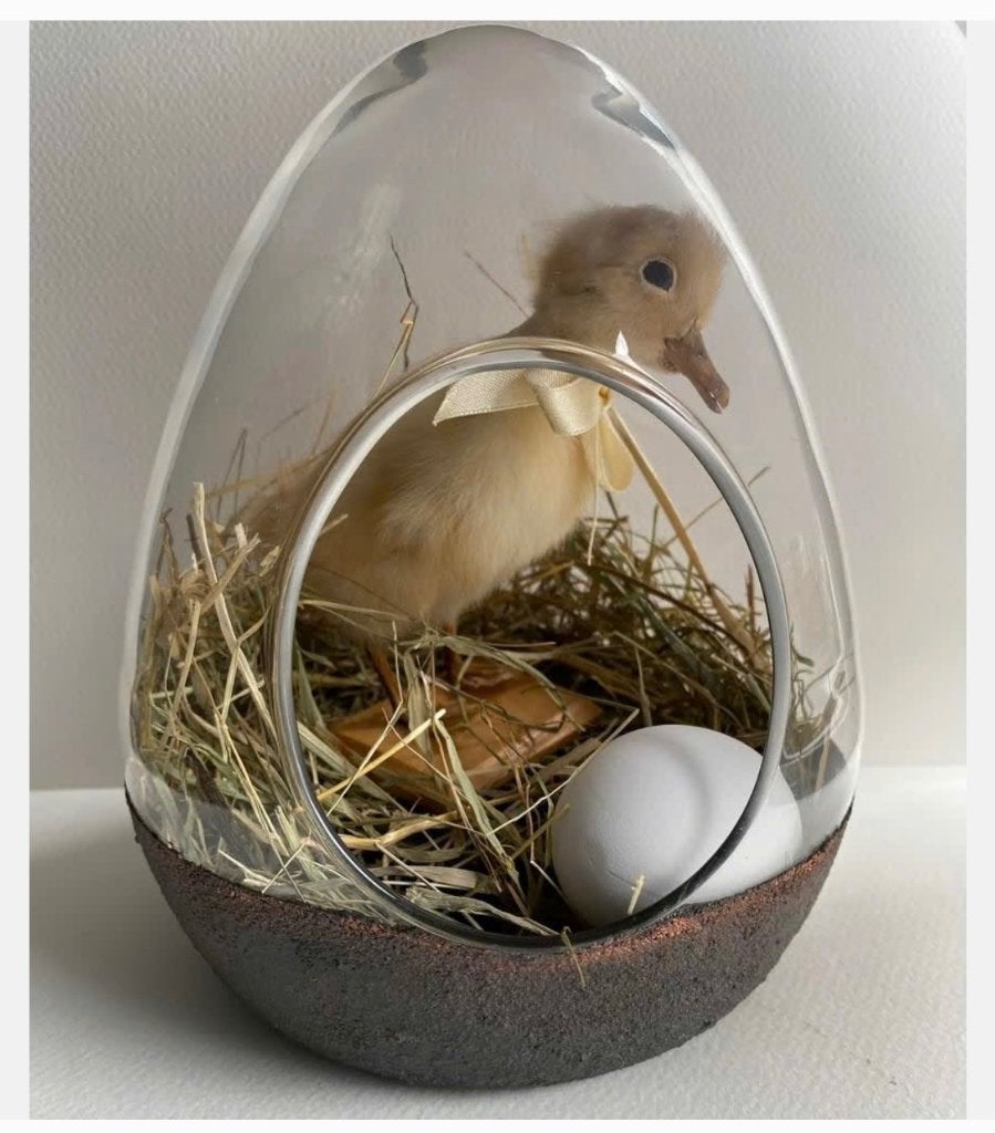 Echt opgezet eendje in glazen stolp, leuke woondecoratie, Ophalen of Verzenden