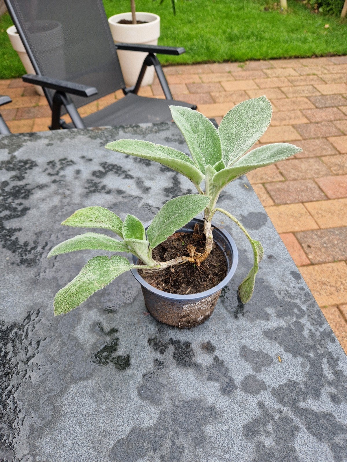 Ezelsoor / Andoorn (Stachys byzantina) stekjes, Tuin en Terras, Planten | Tuinplanten, Ophalen, Overige soorten, Volle zon