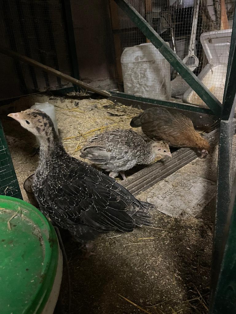Olijflegger kuikens te koop, Dieren en Toebehoren, Pluimvee, Meerdere dieren, Kalkoen