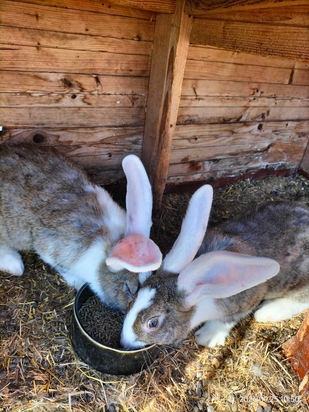 mooie bruinbonte Vlaamse reus rammelaars, Dieren en Toebehoren, Mannelijk, Groot, 0 tot 2 jaar