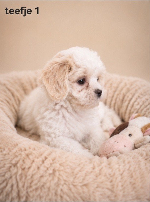 Prachtige gezonde boomer pups.Shih tzu maal maltezer., Parvo, Overige rassen, 8 tot 15 weken, Meerdere