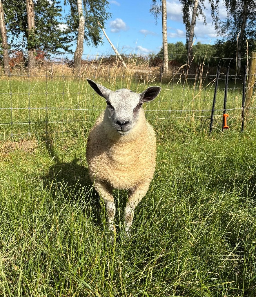 Blue de maine x Texelaar bok, Dieren en Toebehoren, Schapen, Geiten en Varkens, Mannelijk, Schaap, 0 tot 2 jaar