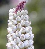 Caudex Urgenia Scilla Maritimo ( Port Elizabeth) Zuid Afrika, Overige soorten, Ophalen of Verzenden, In pot, Minder dan 100 cm