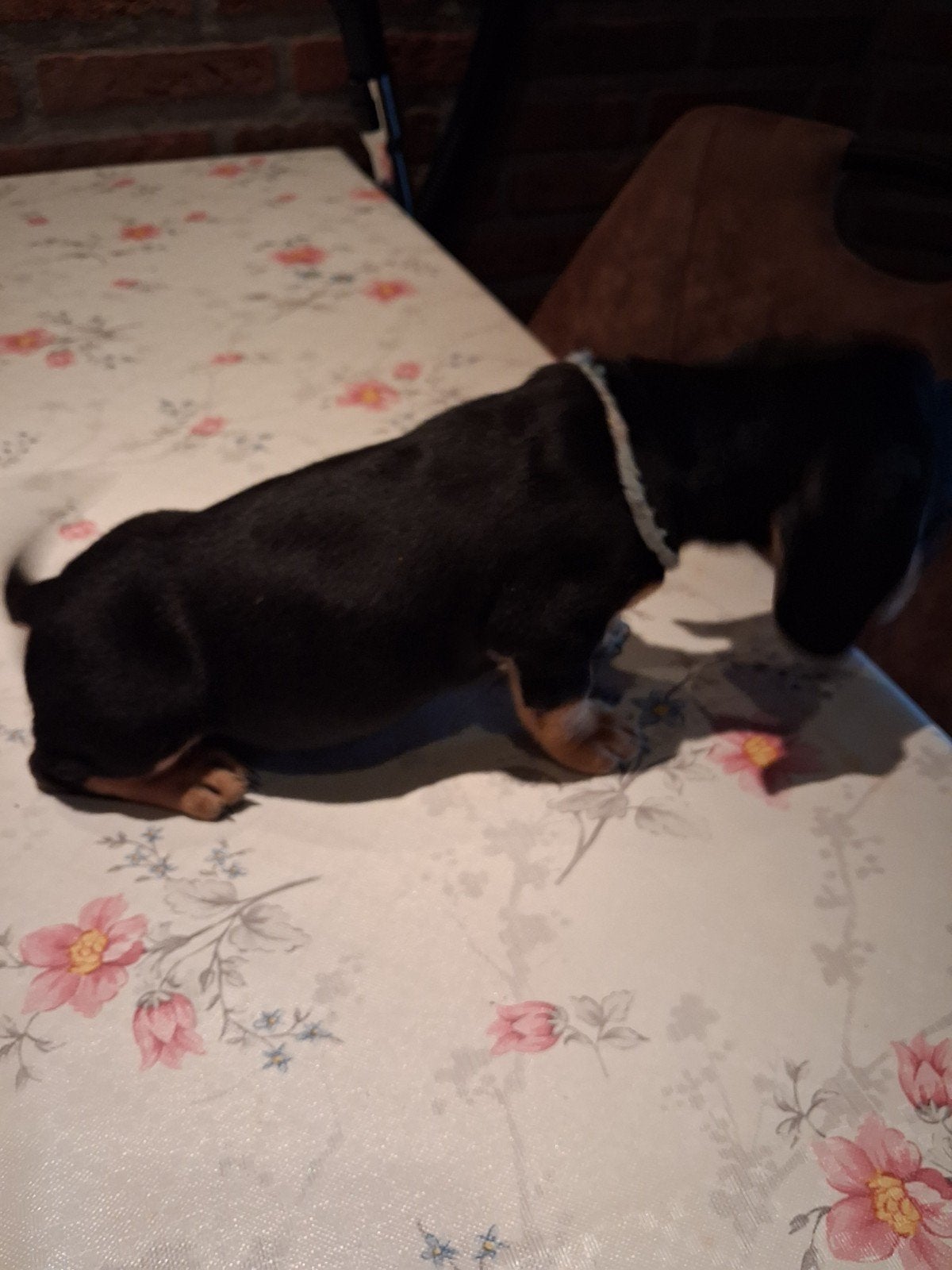 Nog 3 leuke dwergteckel pups te koop., Korthaar, Dwerg, Meerdere, Meerdere dieren