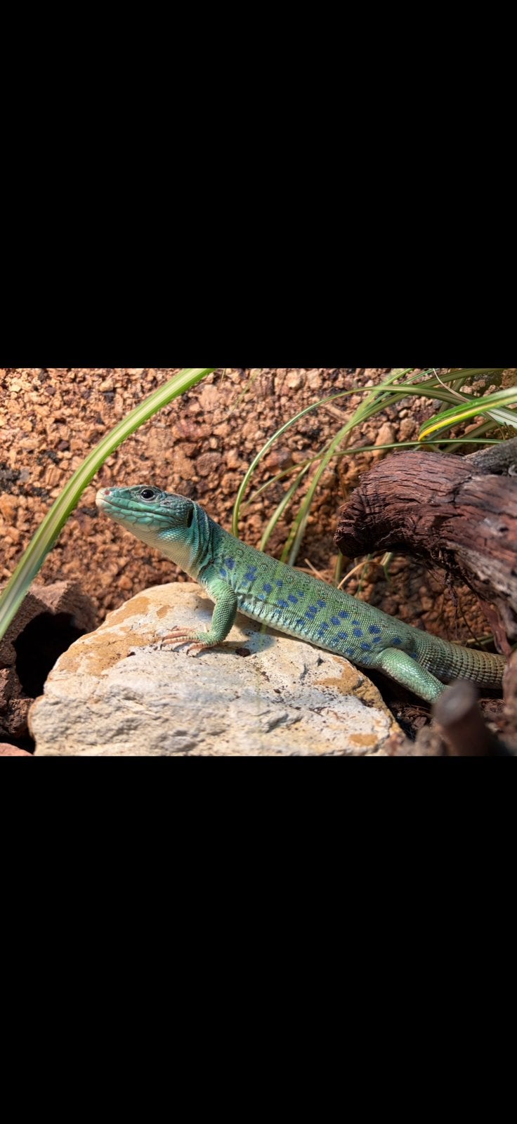 Lacerta timon lepidus, Dieren en Toebehoren, Reptielen en Amfibieën, Hagedis, Tam, 0 tot 2 jaar