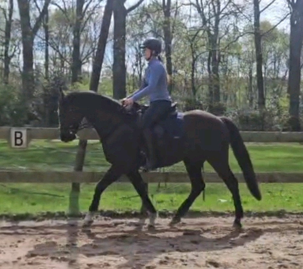 Gezocht: ervaren ruiter/amazone, Ophalen of Verzenden, Dressuur