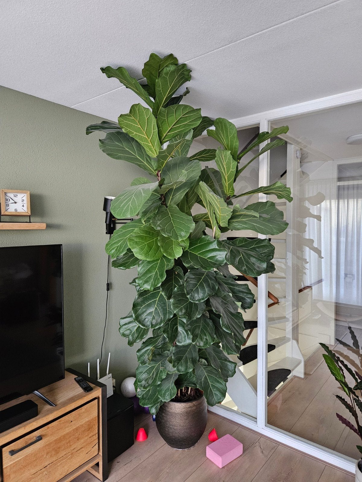 Prachtige Ficus Lyrata van 2.50m hoog, 3 stammen, Huis en Inrichting, Kamerplanten, Ophalen, Ficus, 200 cm of meer, Halfschaduw