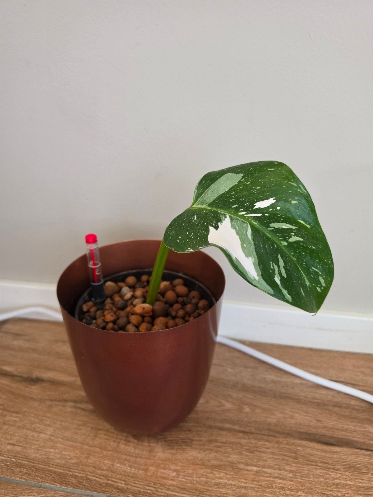 White Princess Philodendron stekje op hydrocultuur, Huis en Inrichting, Kamerplanten, Ophalen of Verzenden, Halfschaduw, Minder dan 100 cm