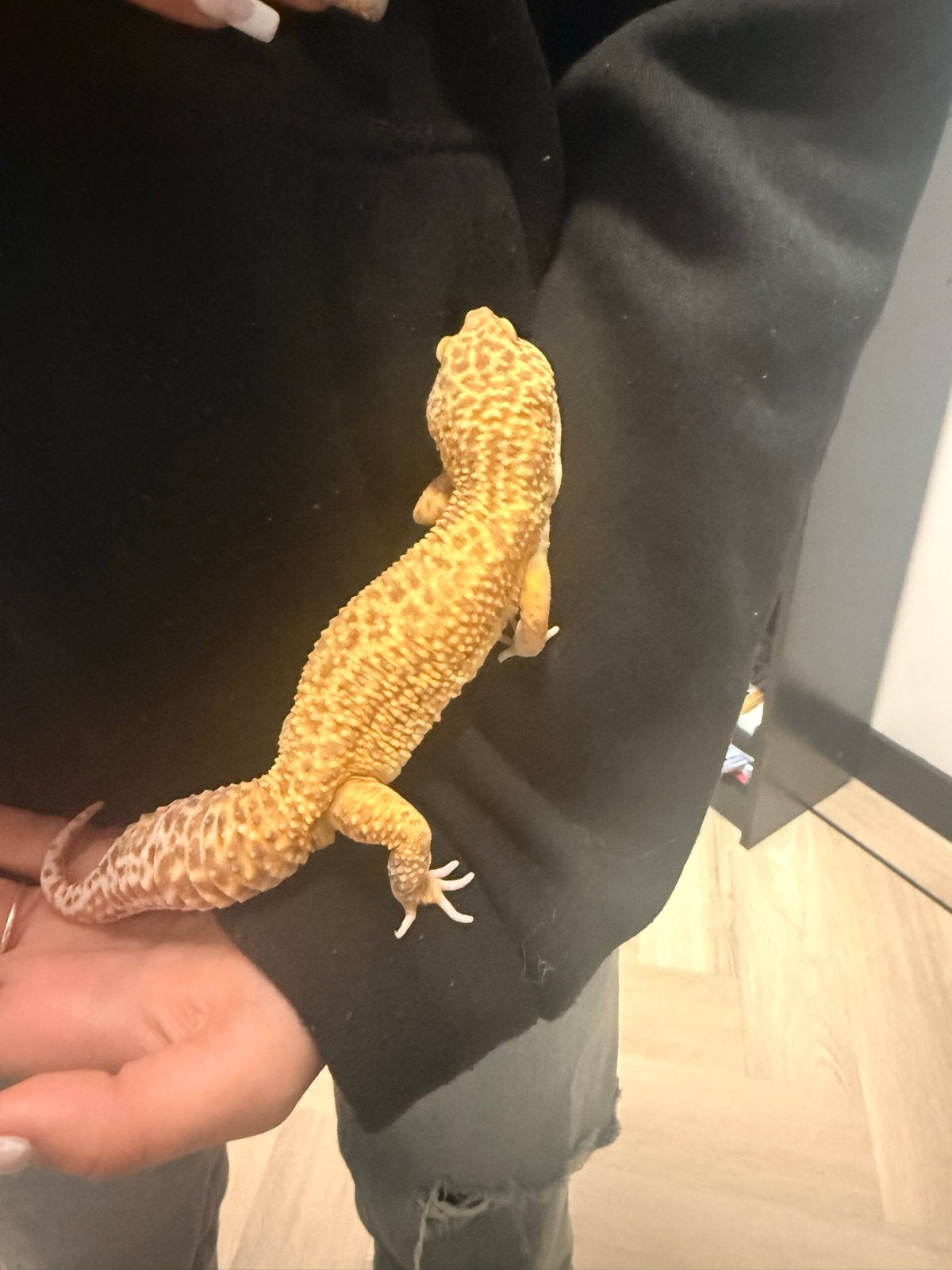 Luipaard gekko jnclusief terrarium Leopard Gecko photo 8