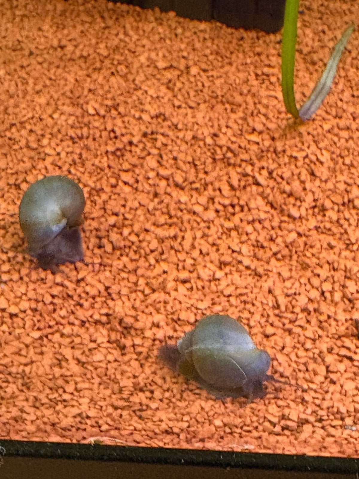 Blauwe appelslakken, Dieren en Toebehoren, Vissen | Aquariumvissen, Vis