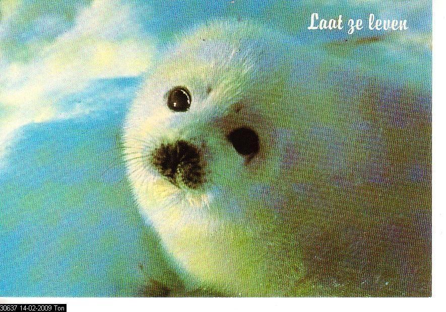 Ansichtkaart	Zeehond, Verzenden, 1980 tot heden, Ongelopen, Waterdier