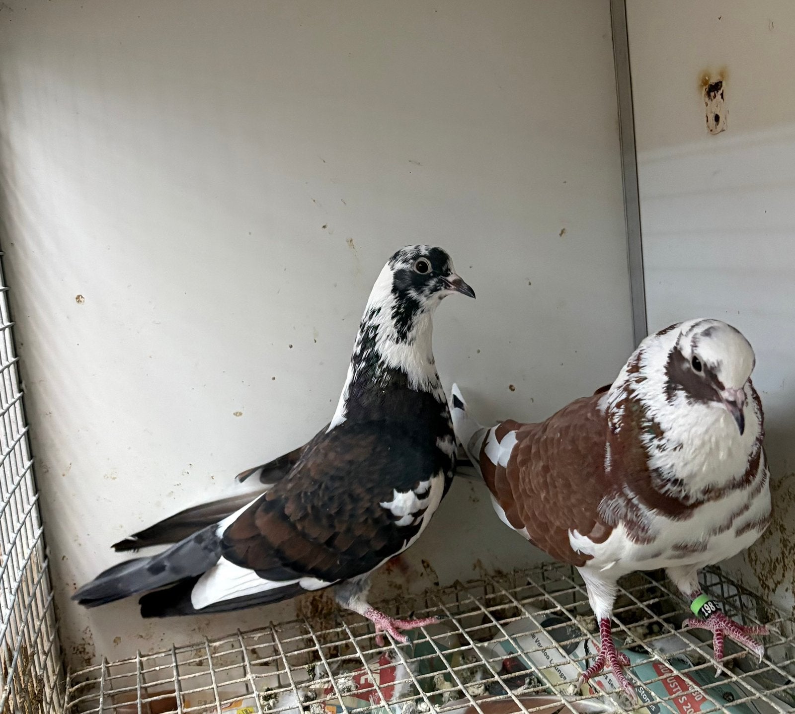 Kumru duifjes., Meerdere dieren, Overige soorten