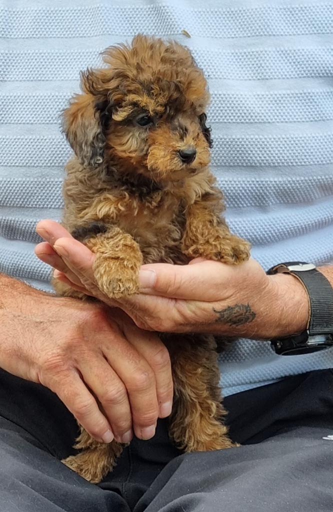 Poedel Pups (dwerg x toy), Dieren en Toebehoren, Poedel, Parvo, 8 tot 15 weken, Meerdere dieren