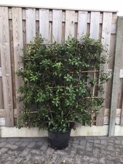 lei-steeneik Quercus ilex is bladhoudend., Tuin en Terras, Ophalen, Overige soorten, Haag, 100 tot 250 cm