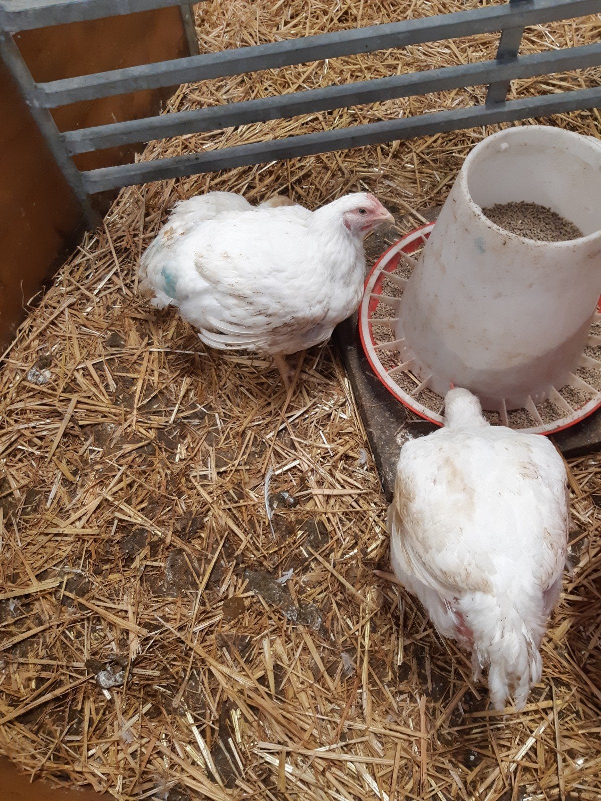 ross 308 vleeskuiken te koop, Dieren en Toebehoren, Meerdere dieren, Kip