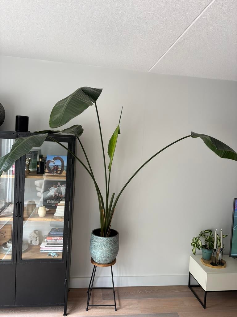 Kamperplant Strelitzia Nicolai incl mooie pot, Ophalen of Verzenden, Halfschaduw