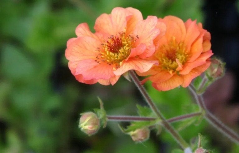 Geum 'Totally Tangerine' - Oranje Nagelkruid (P11), Tuin en Terras, Overige soorten, Volle zon, Vaste plant, Ophalen of Verzenden