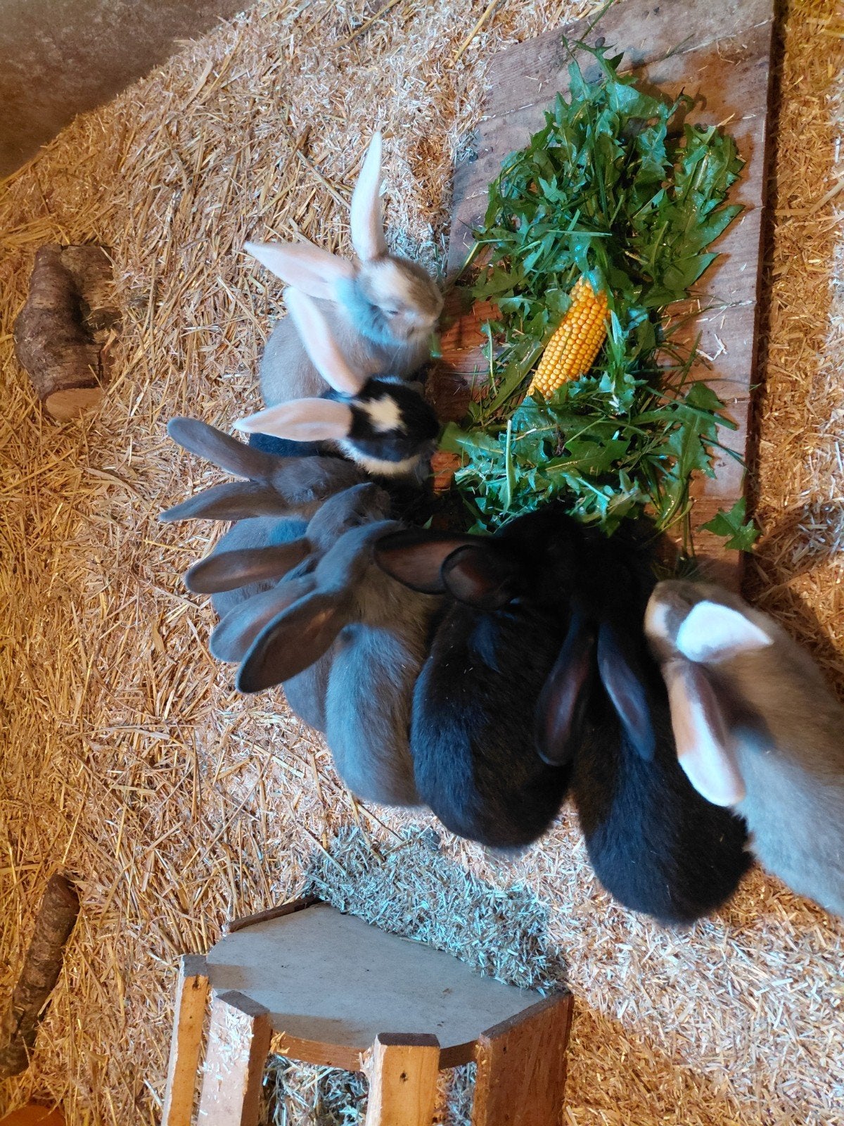3 duitse reuzen te koop, Dieren en Toebehoren, Mannelijk, Groot