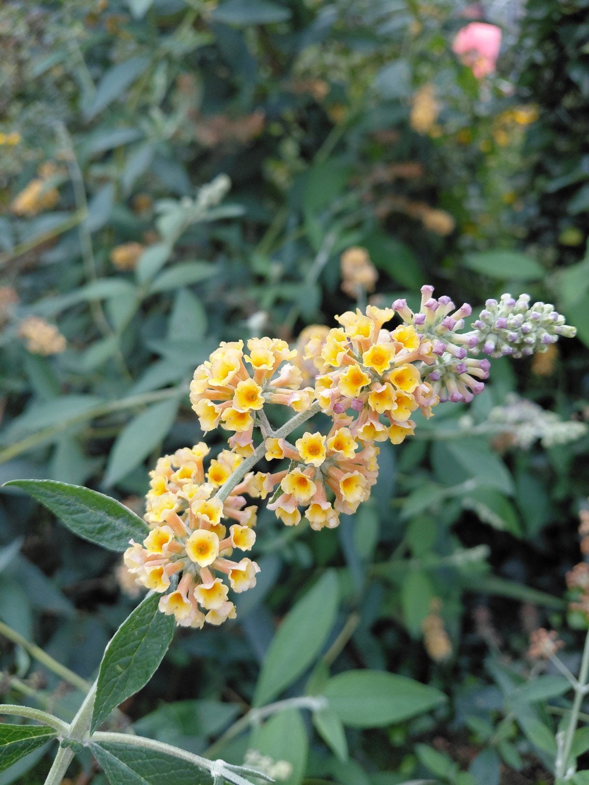 Buddleja 'Sungold' - Gele vlinderstruik, Tuin en Terras, Volle zon, Vaste plant, Zomer, Ophalen