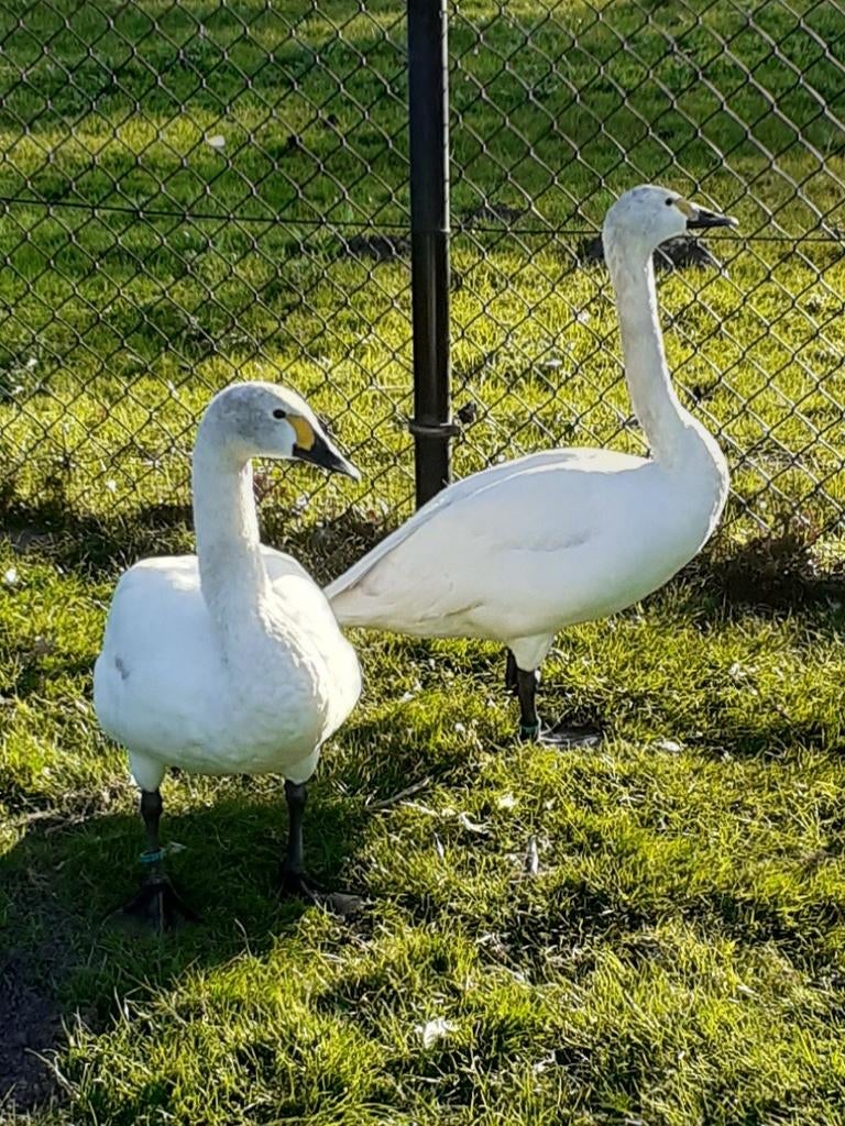 1-1 Bewickii zwaan, Meerdere dieren, Overige soorten