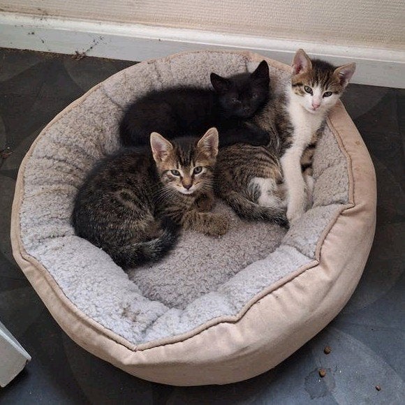 kittens katers, Meerdere dieren