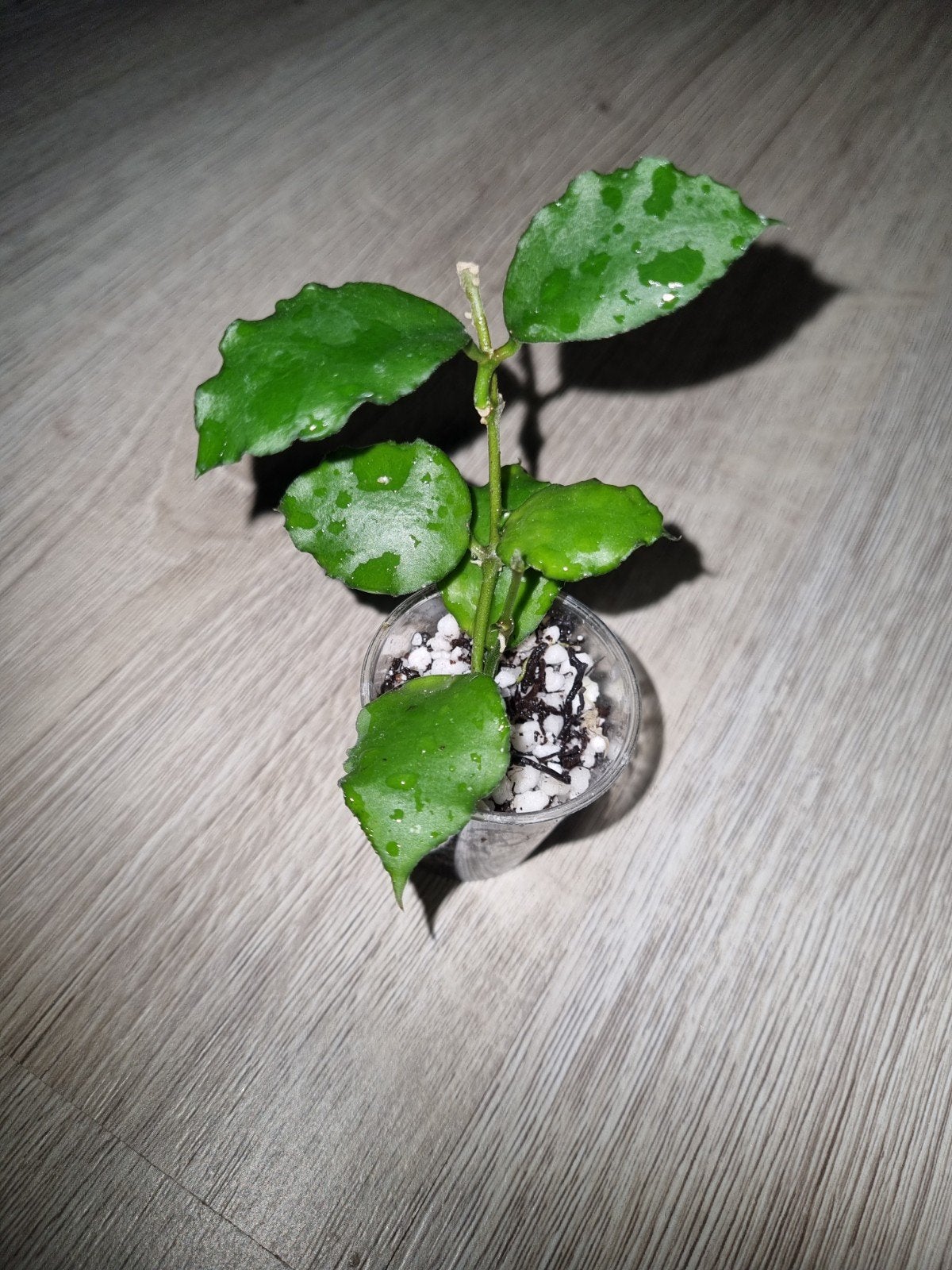 Hoya endauensis, Ophalen of Verzenden, Halfschaduw, Minder dan 100 cm