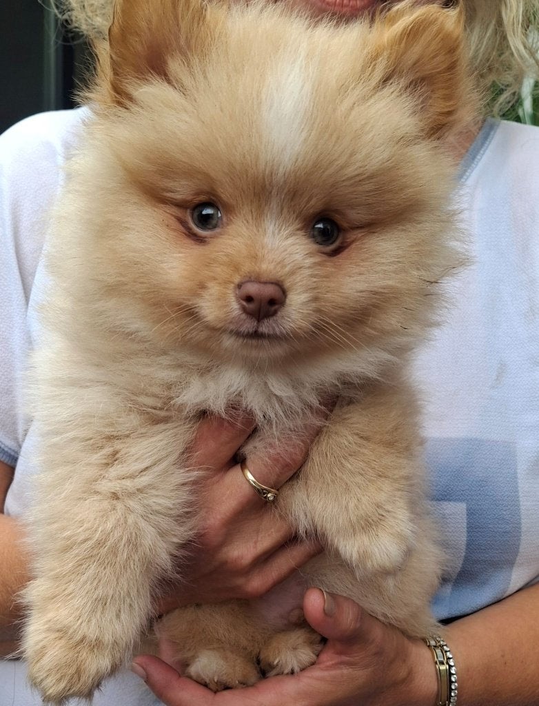 Pommeriaan pups, Dieren en Toebehoren, Honden | Poolhonden, Keeshonden en Oertypen, Keeshond, Meerdere, Meerdere dieren, Nederland