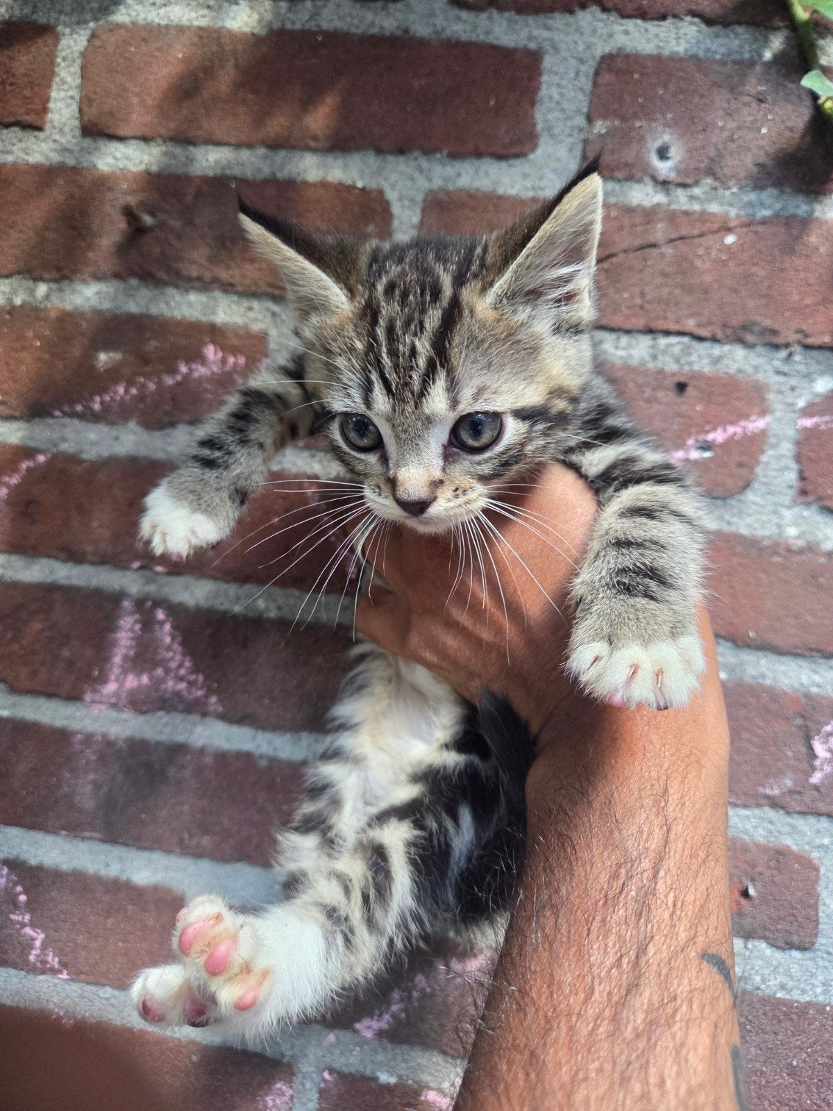 hele mooie blauwe cypers katertje x maincoon, Dieren en Toebehoren, Katten en Kittens | Overige Katten, Kater