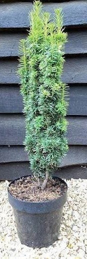 Zuiltaxus Baccata Fastigiata - Voor solitair | Opruiming!, Ophalen, Taxus, Struik, 100 tot 250 cm
