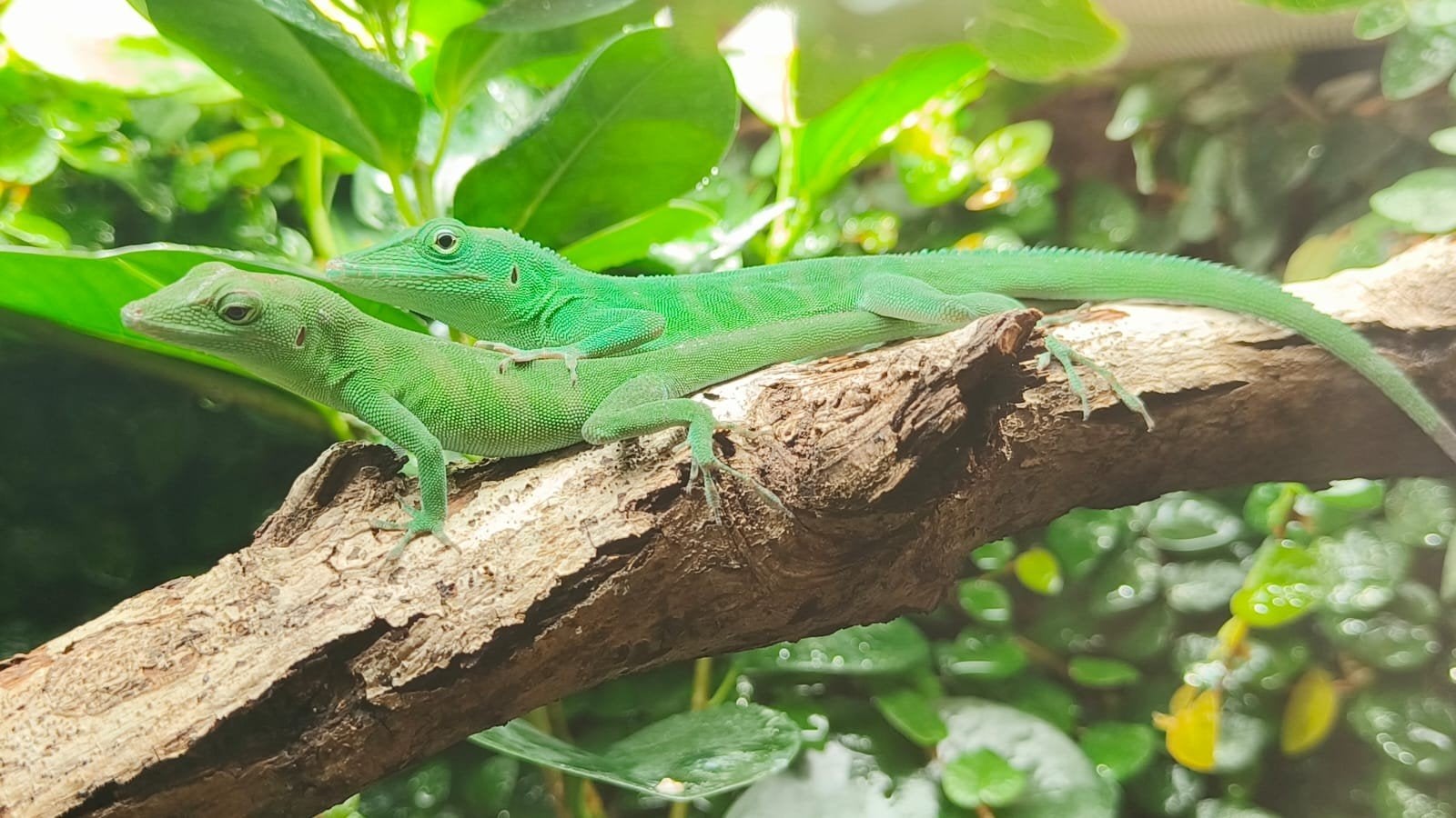 Anolis, daggekko, langstaart .... (Houten), 0 tot 2 jaar