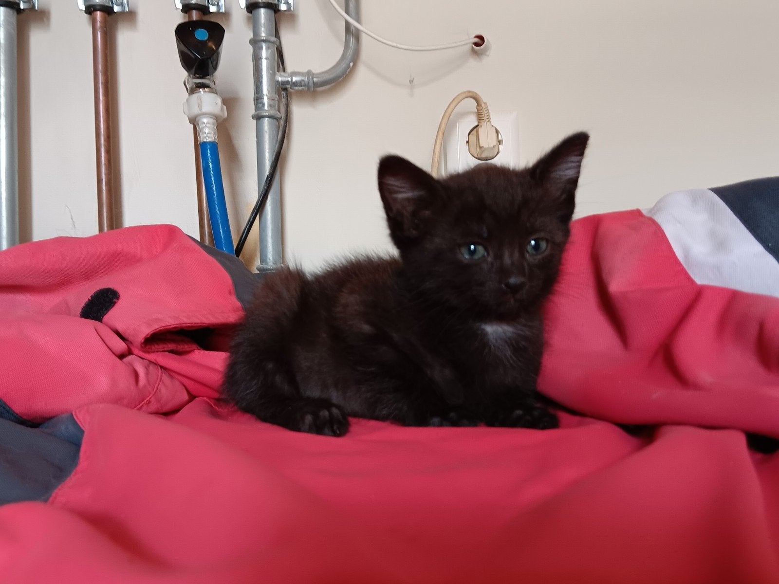 2 jonge kittens te koop, Dieren en Toebehoren, Meerdere dieren