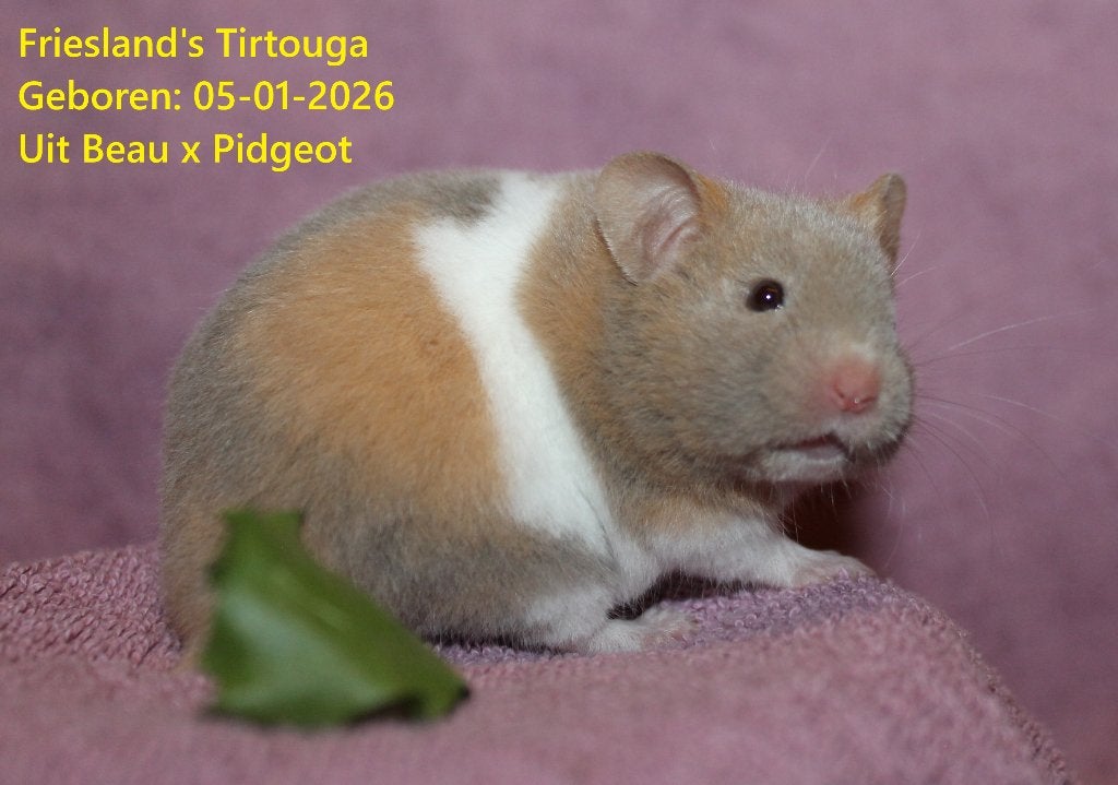 🐹Stamboom Syrische goudhamster van ervaren hobbyfokker, Hamster, Meerdere dieren, Tam, September