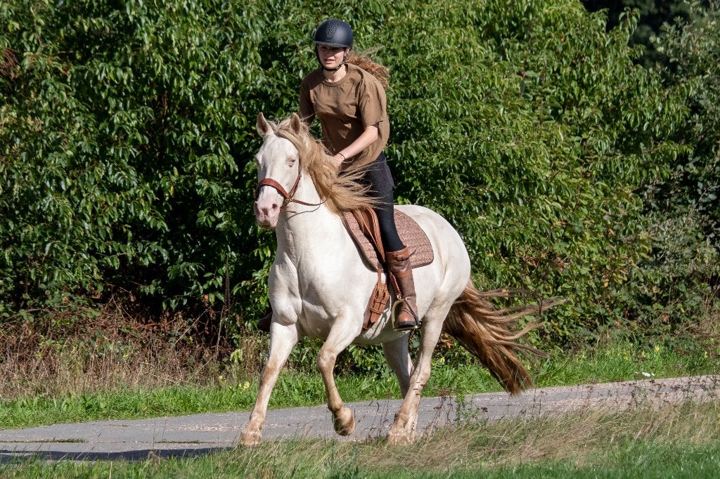 Bijzondere E-pony merrie zoekt 5️ thuis, Merrie, E pony (1.48m - 1.57m), Recreatiepony, 11 jaar of ouder