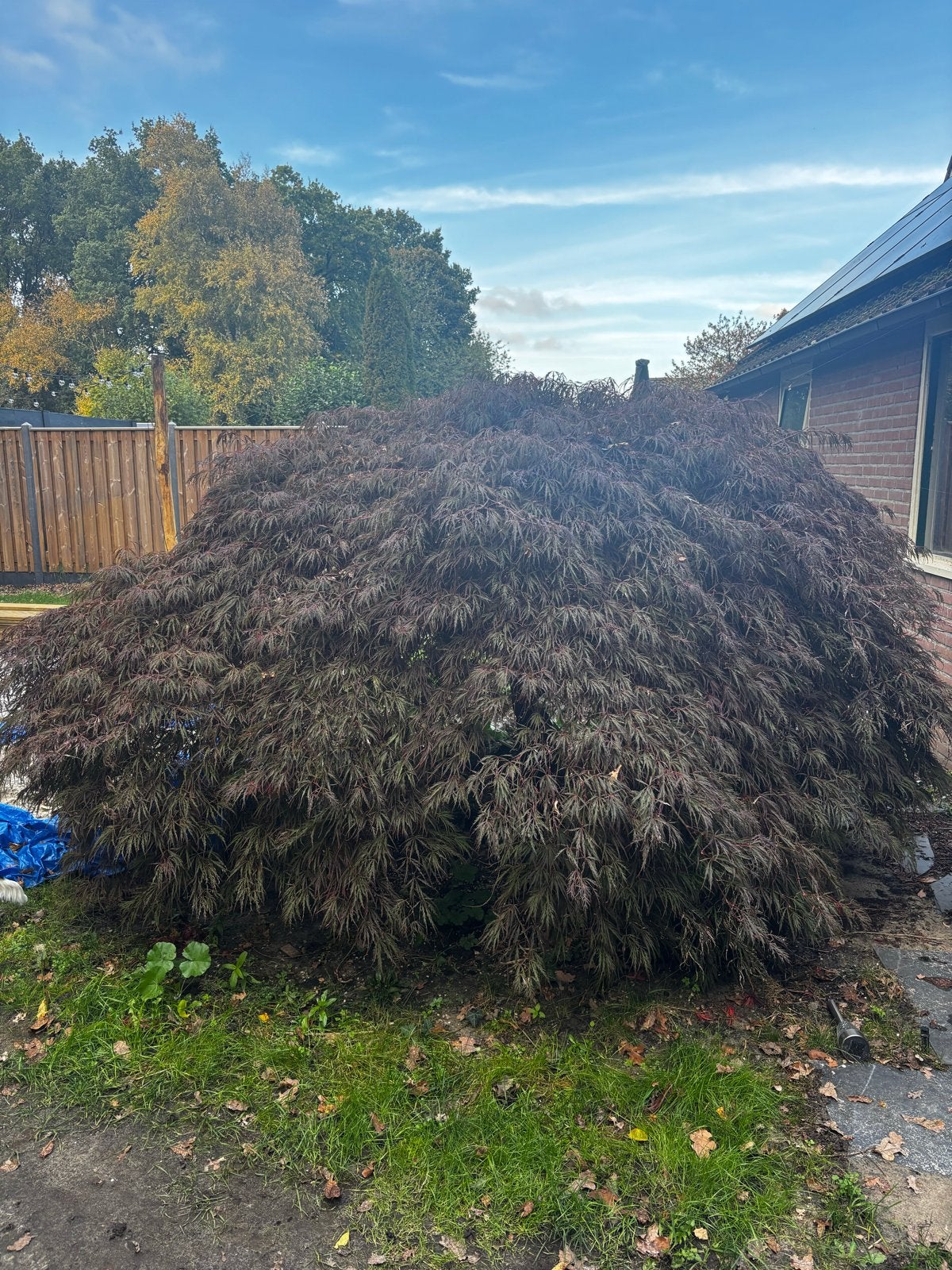 Grote Japanse Esdoorn (2m hoog, 3.30m diameter) - Verplaatsb, Tuin en Terras, Ophalen, Esdoorn, Struik, 100 tot 250 cm