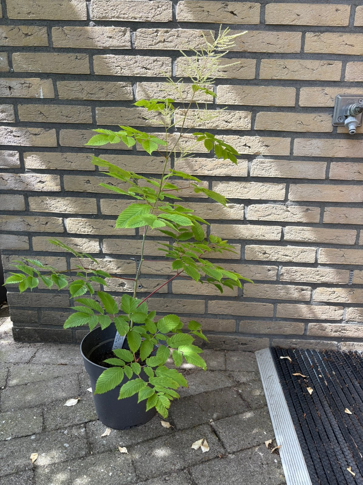 Te koop vaste plant Aruncus dioicus Geitenbaard, Ophalen, Overige soorten, Halfschaduw