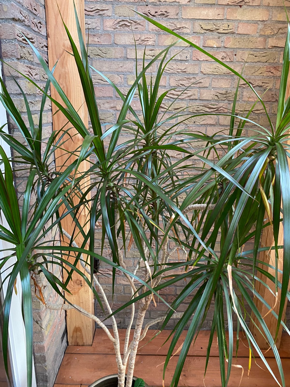 Dracena 1,60 hoog met pot, Ophalen, Overige soorten, Volle zon