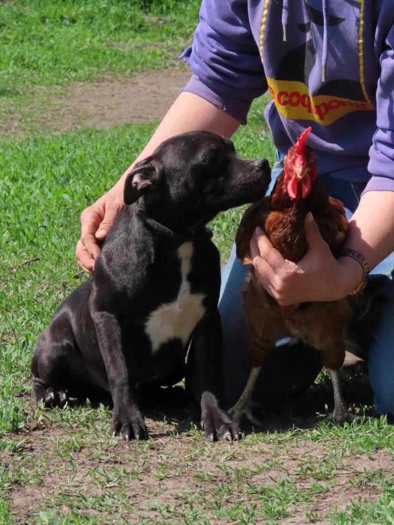 Staffordshire bull terriër pups beschikbaar, Dieren en Toebehoren, Particulier, 15 weken tot 1 jaar, Overige rassen, Buitenland