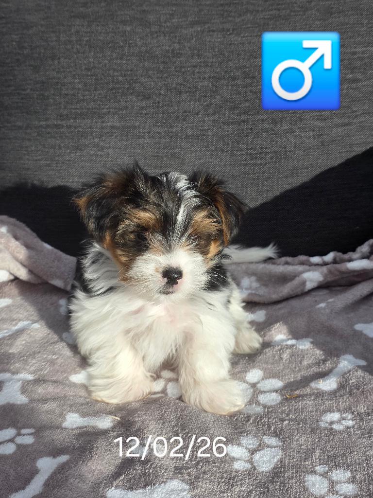 biewer yorkshire pup, Dieren en Toebehoren, Honden | Jack Russells en Terriërs, Yorkshire Terriër, België, Reu, 8 tot 15 weken