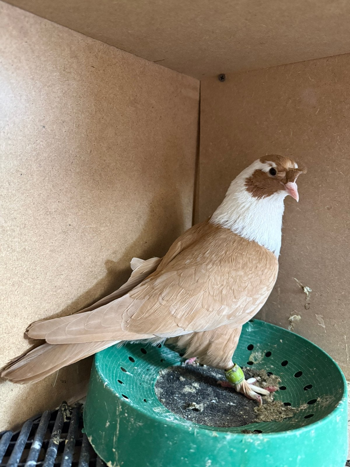 Syrische duiven, Dieren en Toebehoren, Vogels | Duiven, Vrouwelijk, Kropper