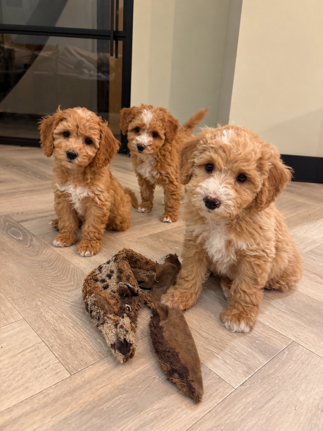 Mini labradoodle pups abrikoos, Overige rassen, 8 tot 15 weken, Meerdere, Meerdere dieren