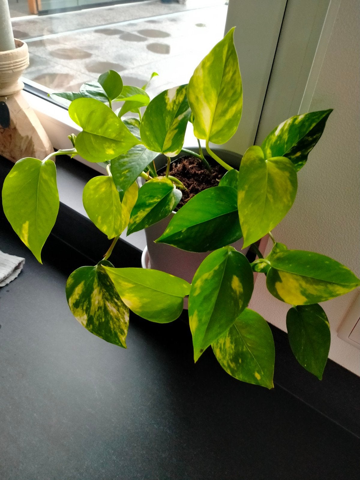 Prachtige hangplant in pot, Tuin en Terras, Ophalen of Verzenden