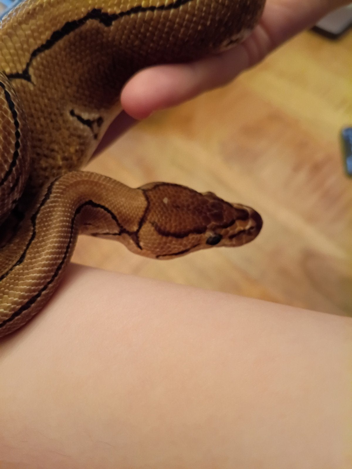 ball python spider Ball Python photo 2