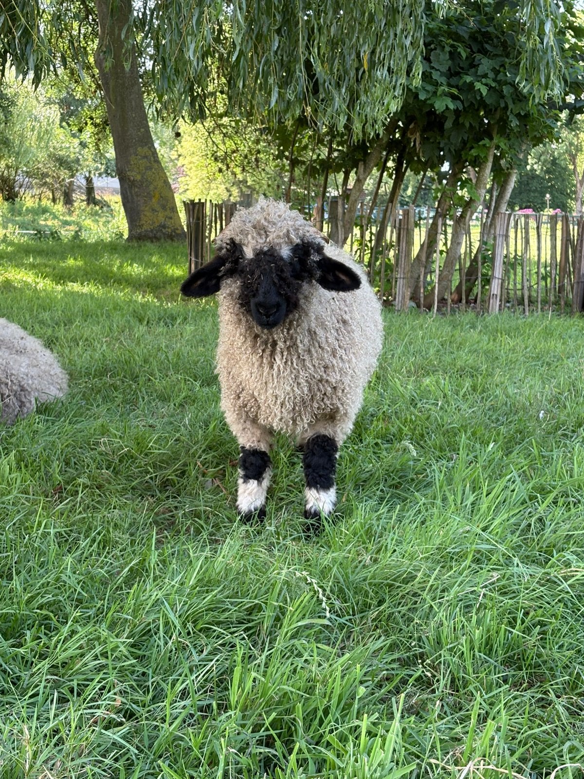 2 zeer makke prachtige Wallisser Schwartznase ramlammeren, Mannelijk, Geit