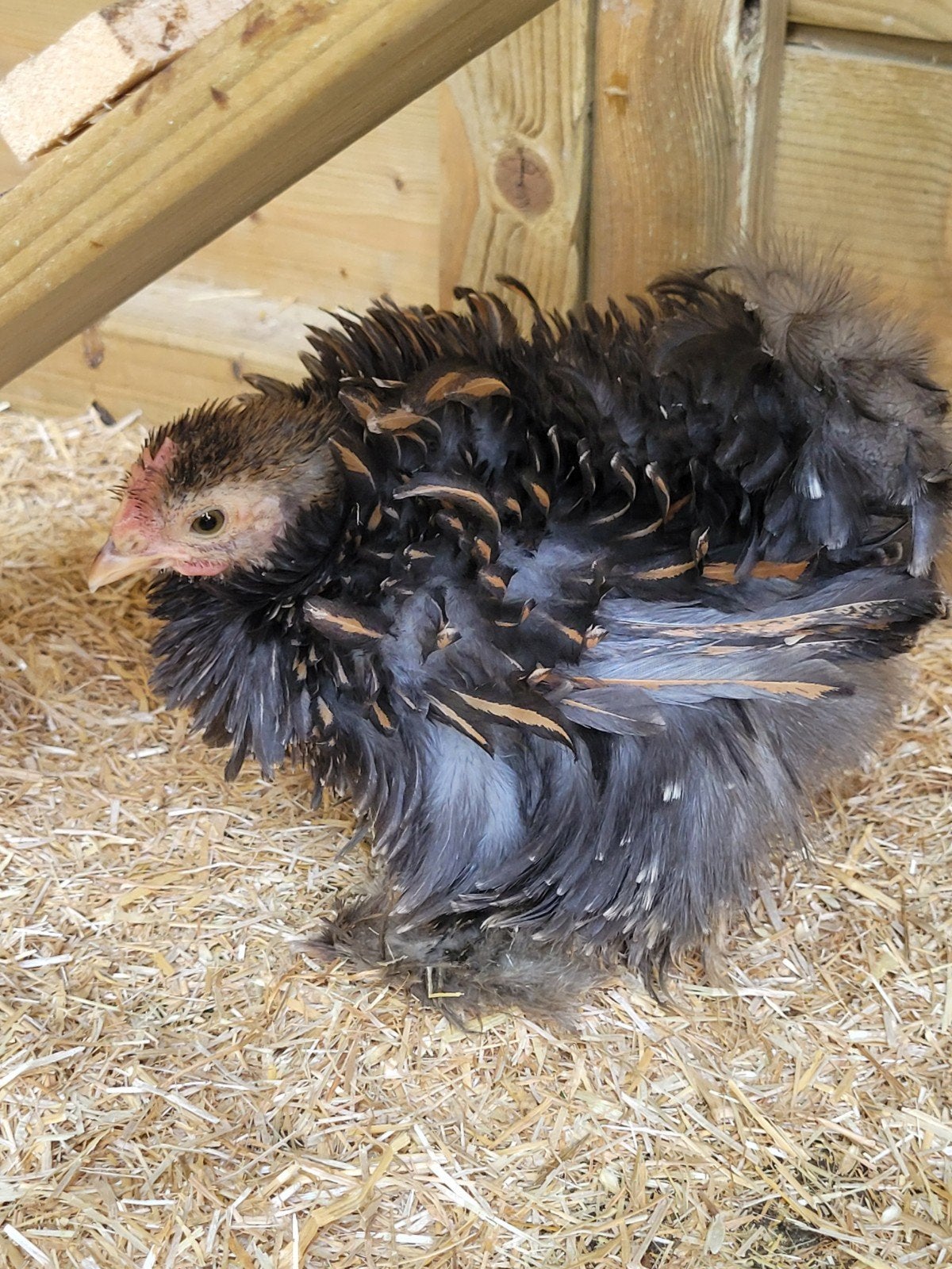 Cochin kriel haantje, Dieren en Toebehoren, Mannelijk, Kip