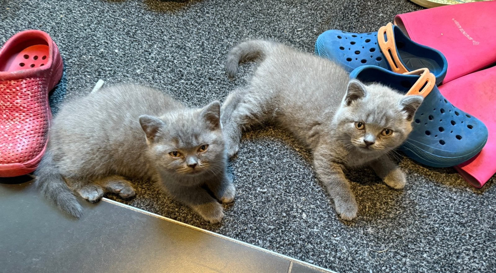 Britse korthaar kittens, Dieren en Toebehoren, Katten en Kittens | Raskatten | Korthaar, Meerdere dieren